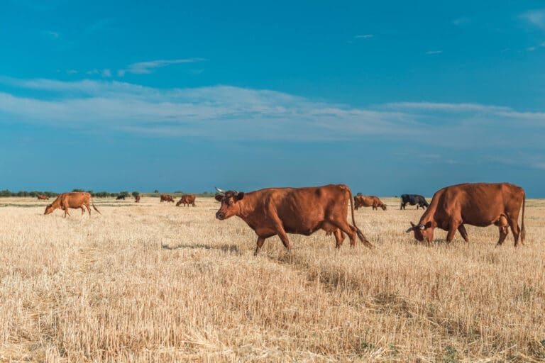 Agriculture Attorney Texas Panhandle